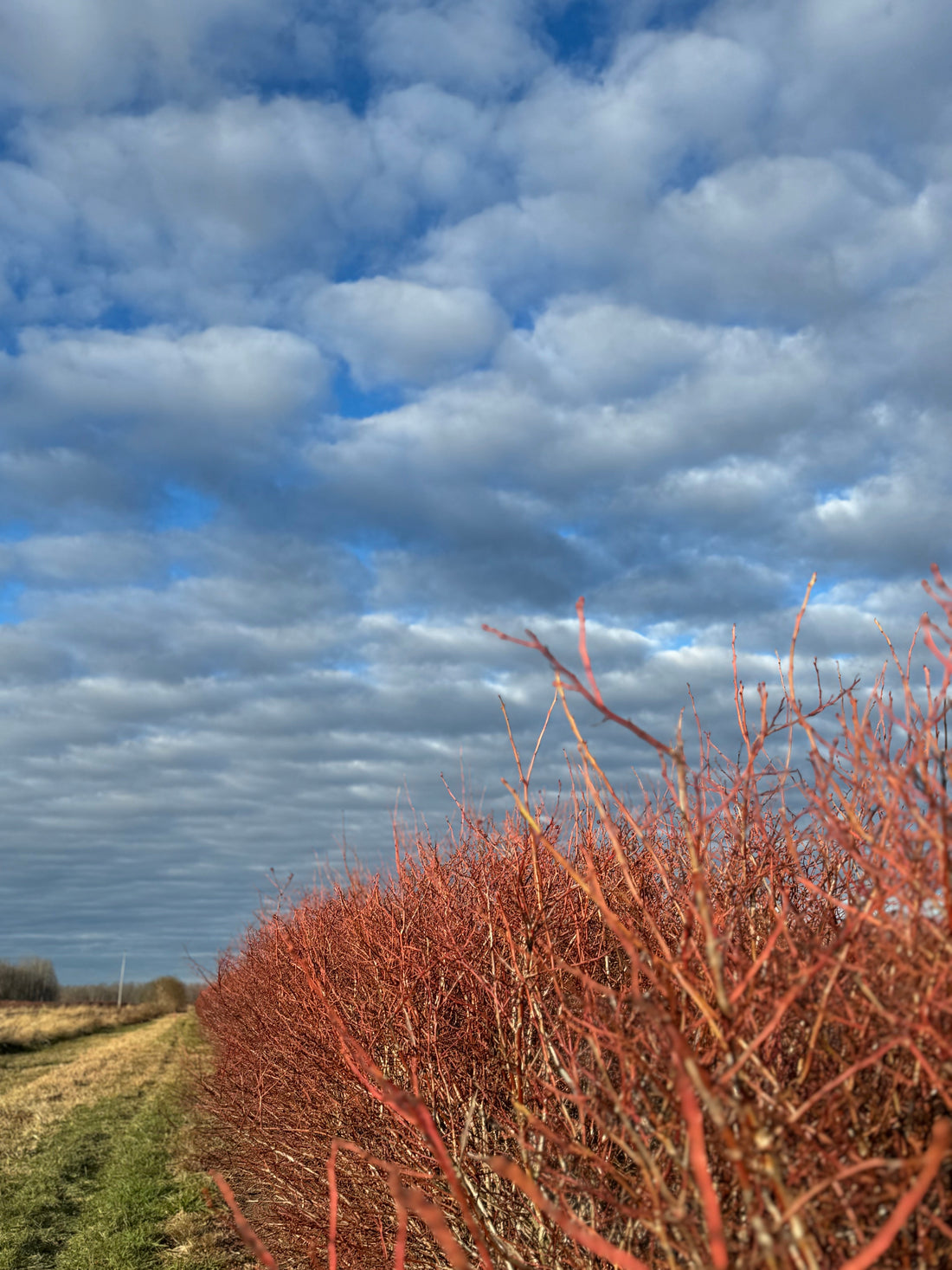 Cleaning Up the Blueberry Bushes