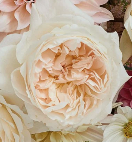 David Austin Garden Roses in a Vase