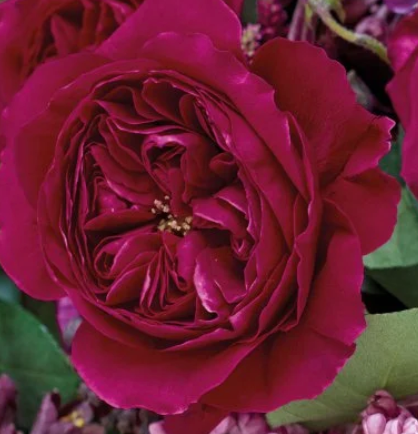 David Austin Garden Roses in a Vase