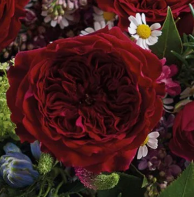 David Austin Garden Roses in a Vase